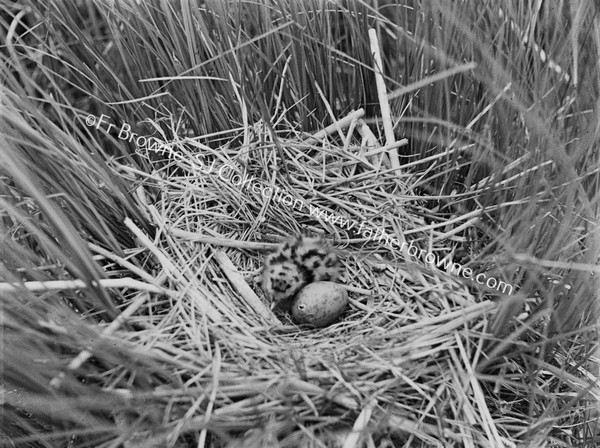 NEST WITH YOUNG OF TERN